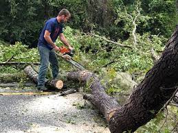 Tree and Shrub Care in Avon, MN