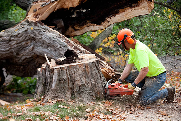 Why Choose Our Tree Removal Services in Avon, MN?