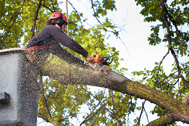 Lawn Drainage Solutions in Avon, MN